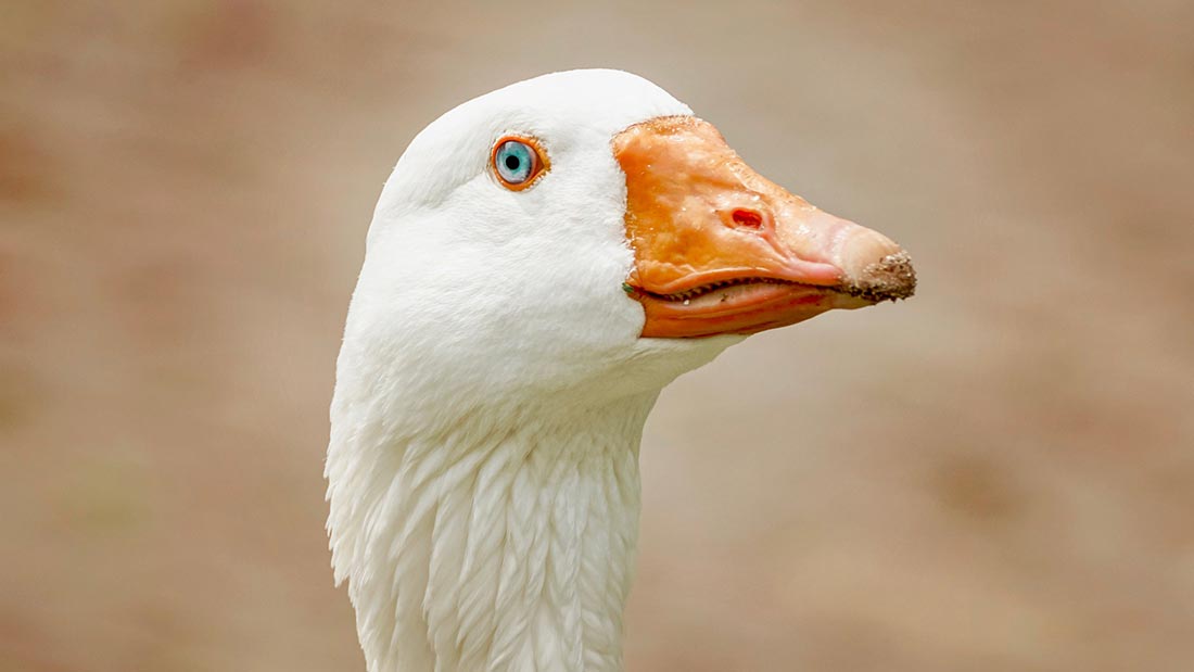 goose