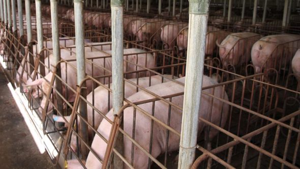 pig factory farm