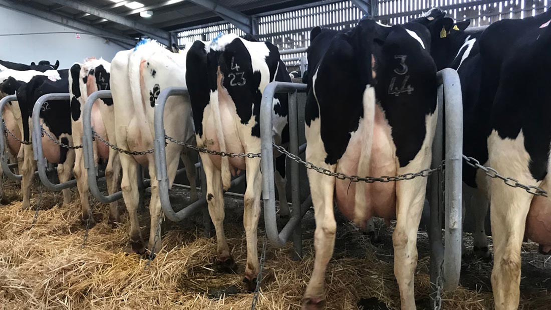 Dairy cows in a line