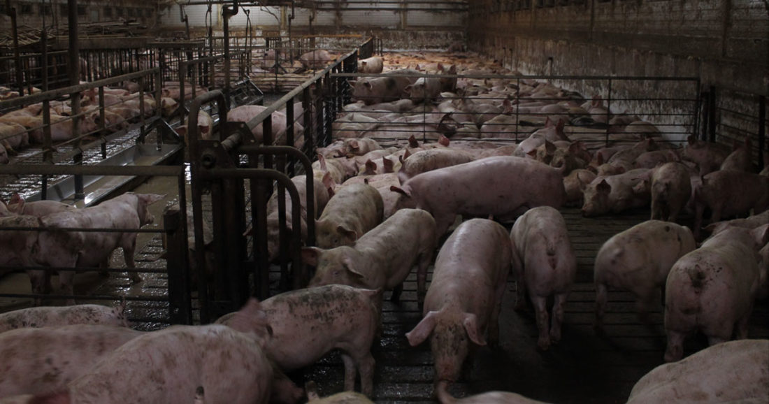 Swine Fever – should we be worried? 