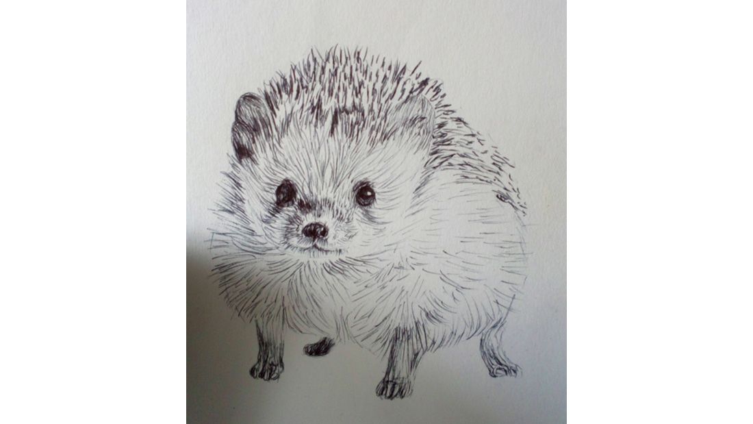 Jodie Hughes Hedgehog