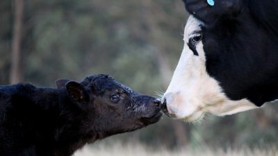 MooFree May: 5 Things You Didn’t Know About Cows