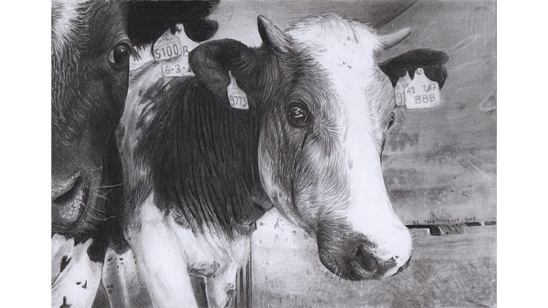 David Brown cow