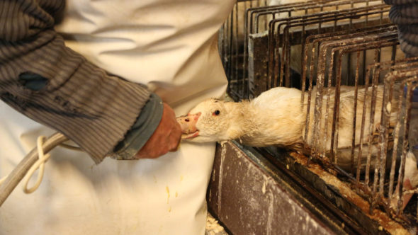 SUCCESS! Bath City Council Keeps True To Its Foie-Gras Ban!