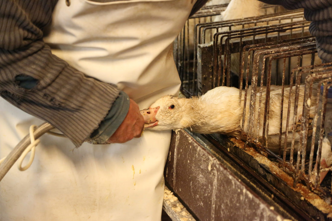 SUCCESS! Bath City Council Keeps True To Its Foie-Gras Ban!