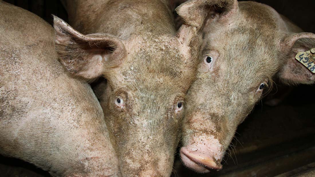 West Midlands Pig Farms