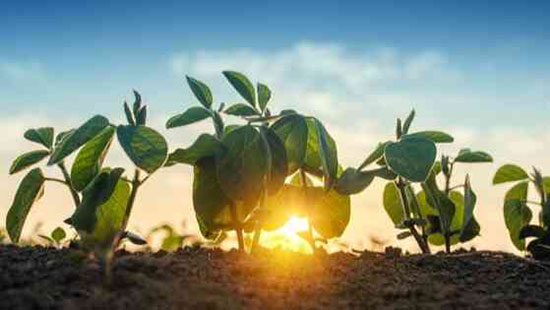 Soya plant