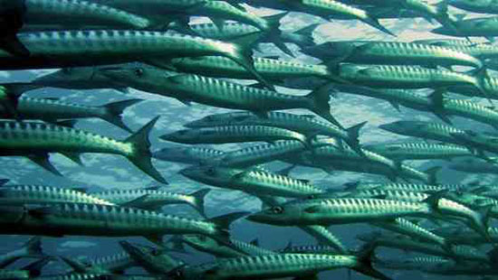 Overfishing image