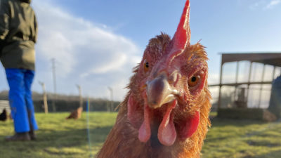 Dean Farm Trust hen