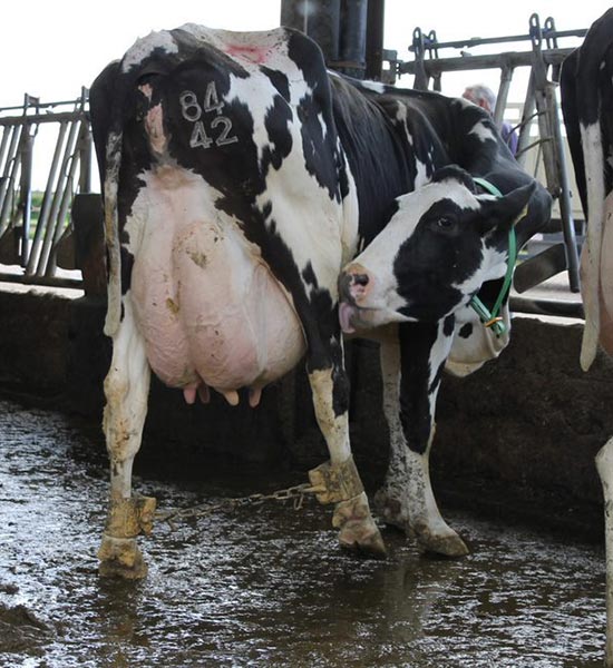 Large Udder Shackled picture