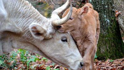 Dairy cow with baby picture