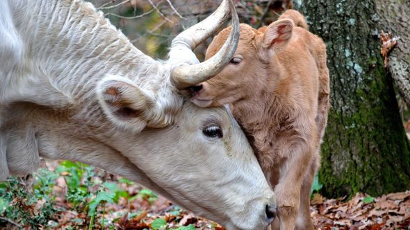 Dairy cow with baby picture