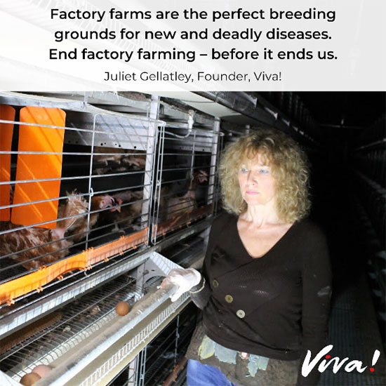 Factory farming diseases