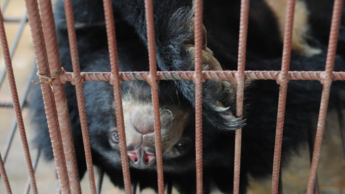 China promotes bear bile as a treatment for COVID-19