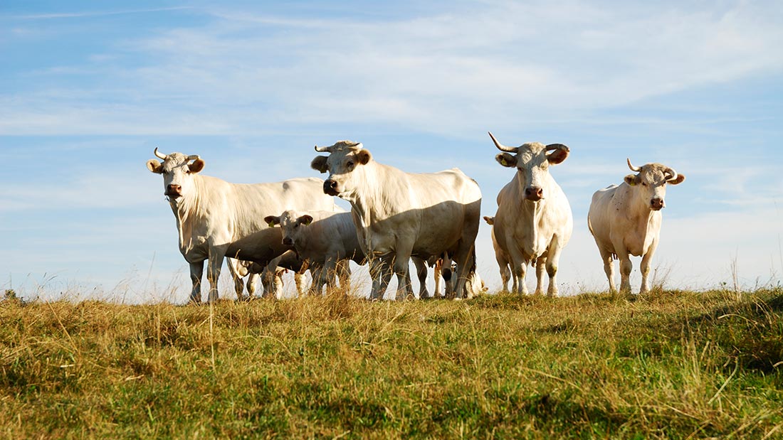 Cows grazing