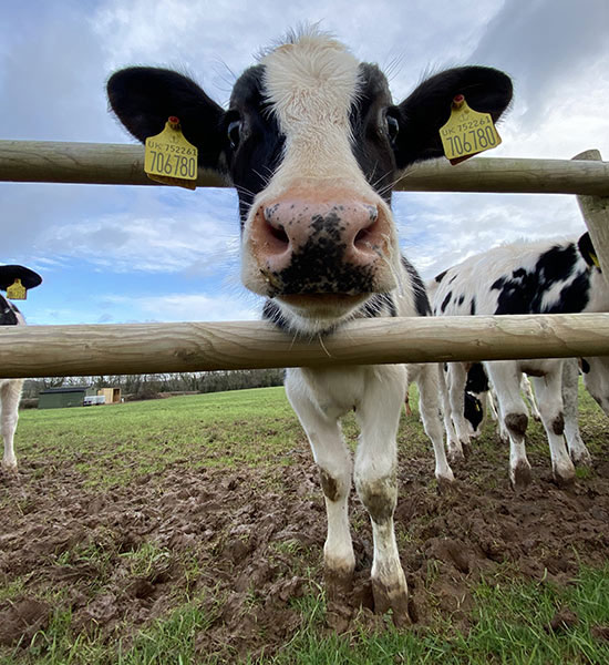 Dean Farm Trust Cow