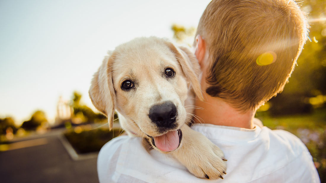 Adorable dog