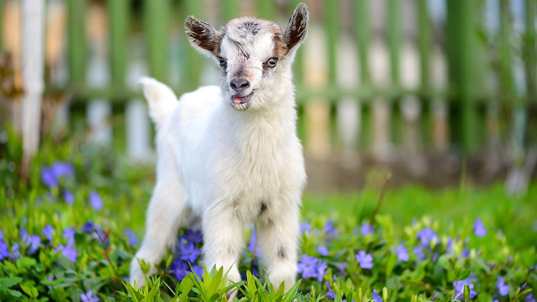 Baby goat