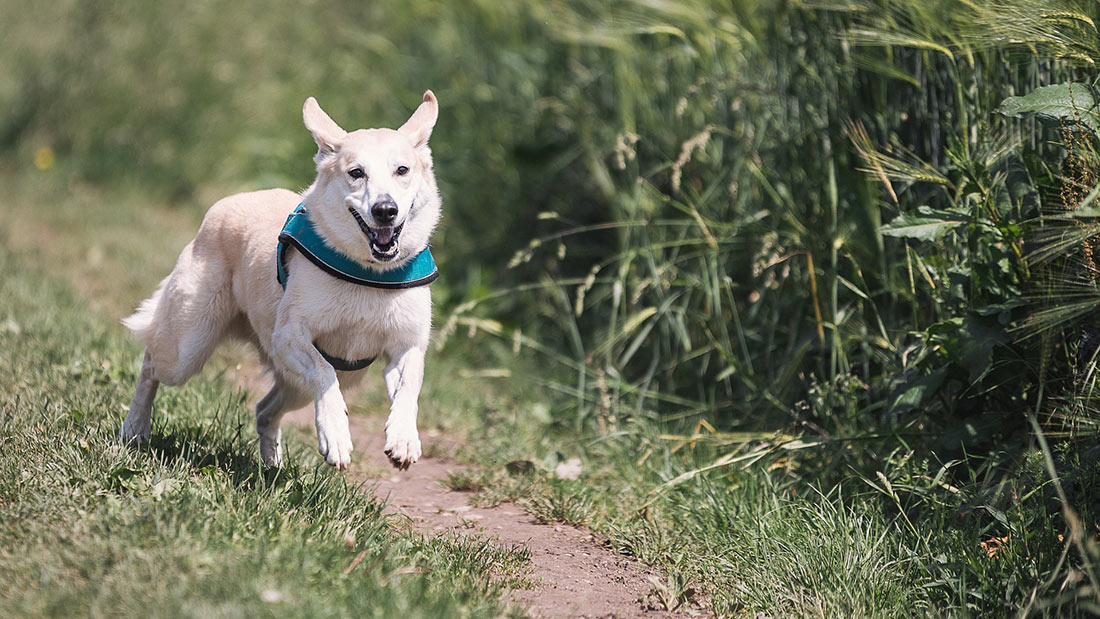 Dog playing