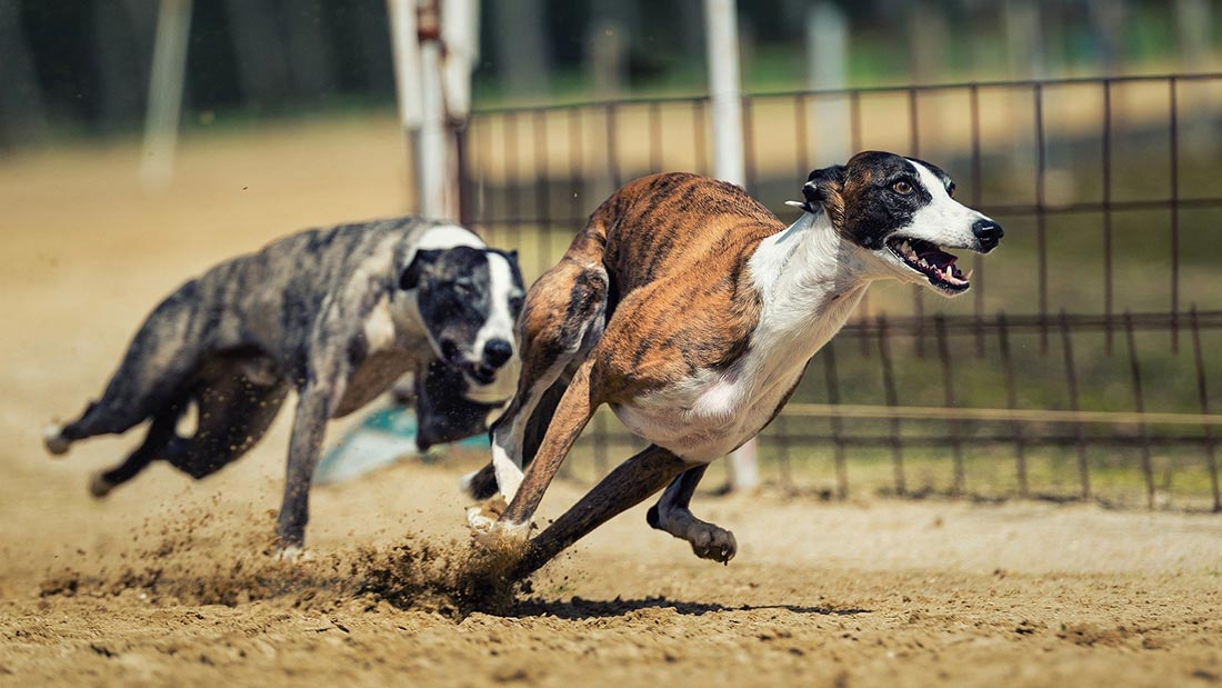 dog racing