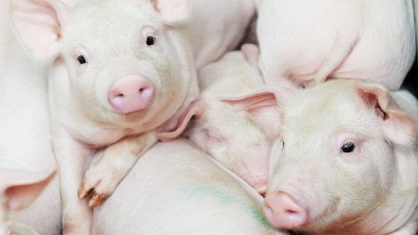 Piglets