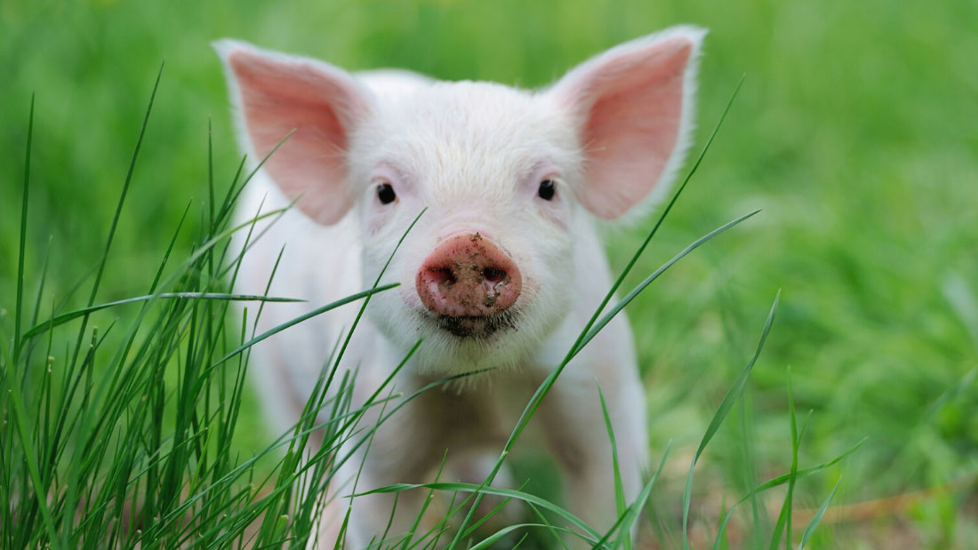 Cute piglet