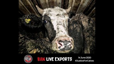 Live export day