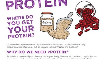 Mini fact sheet: Protein