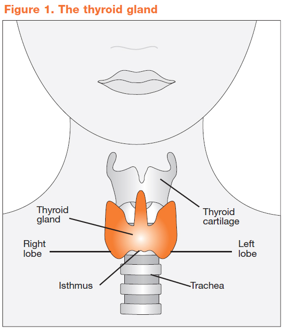 Thyroid