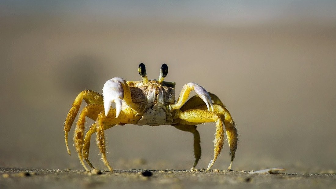 Crab on sand