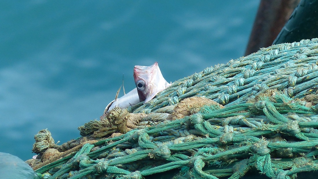 fishing net