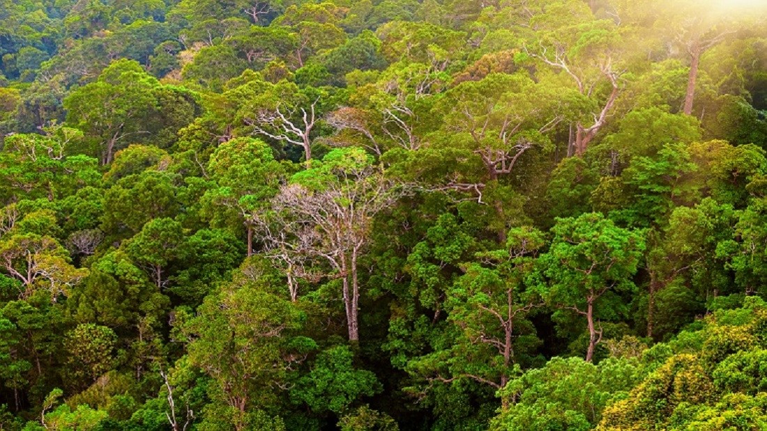 green mountain forest