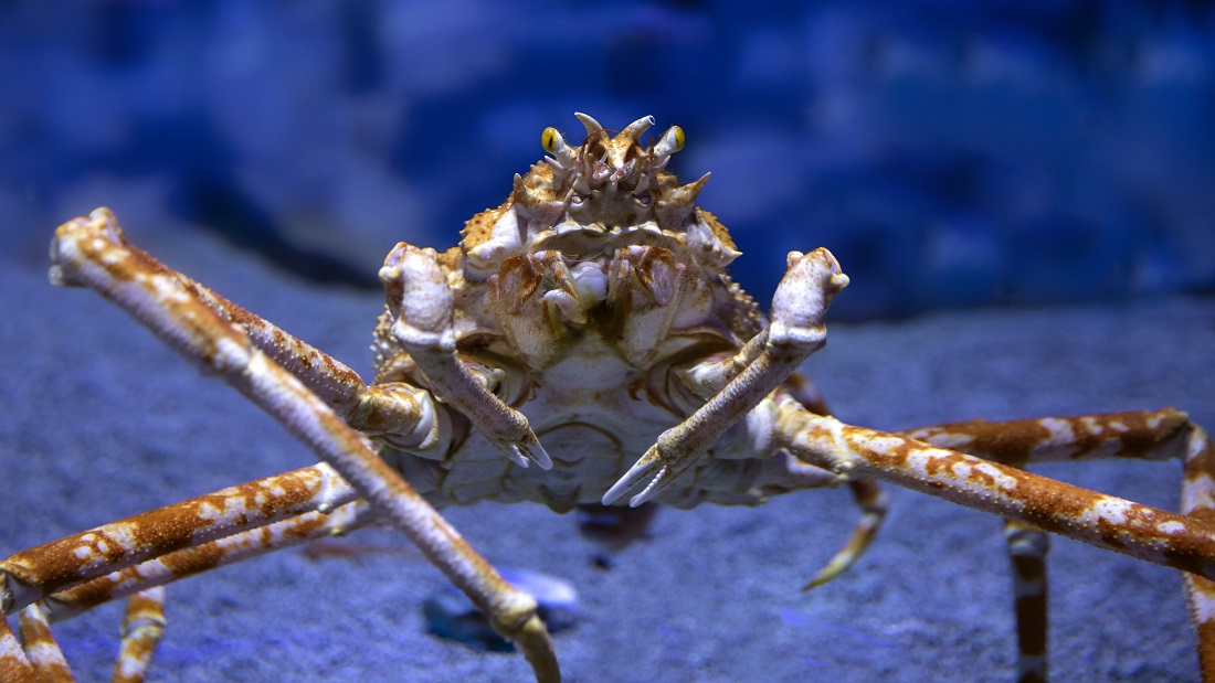 Japanese Spider Crab