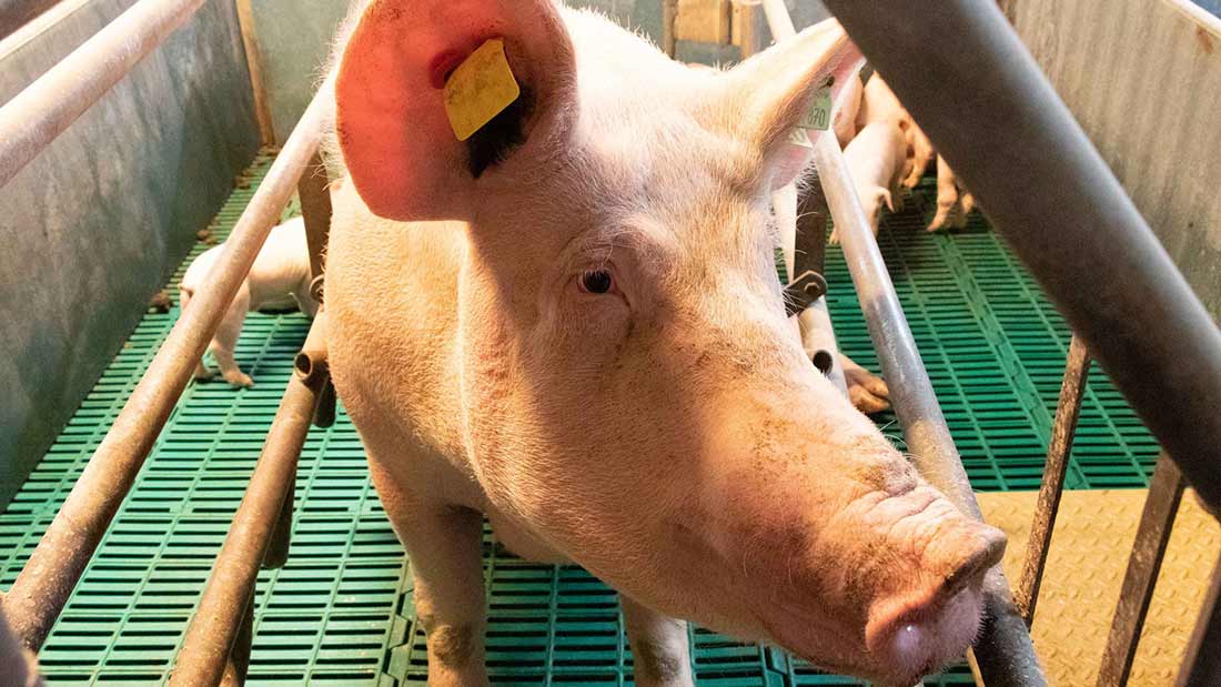 Calvesley farm pigs