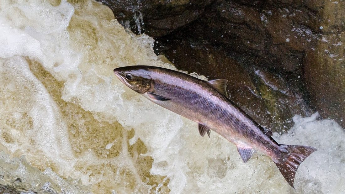 salmon leaping out of water