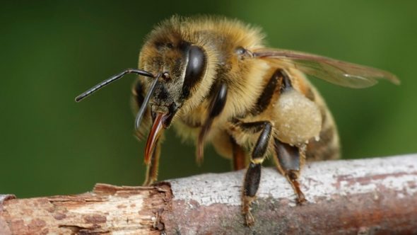 European honey bee