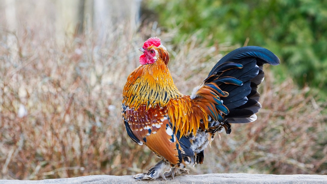 Junglefowl