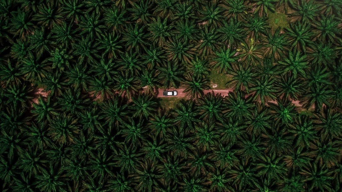 Palm oil trees