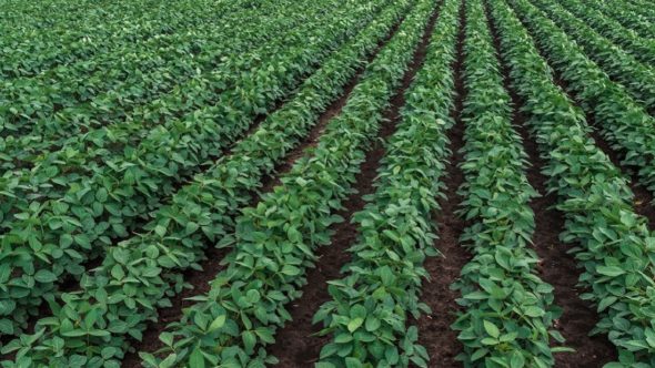 Rows of soya bean