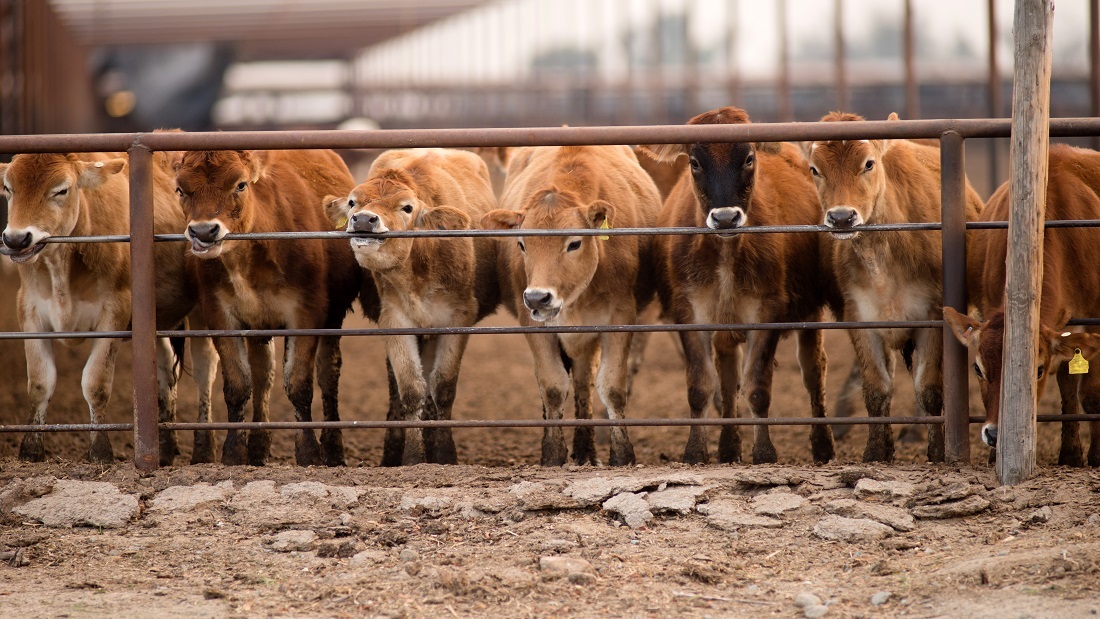 cattle behind fence