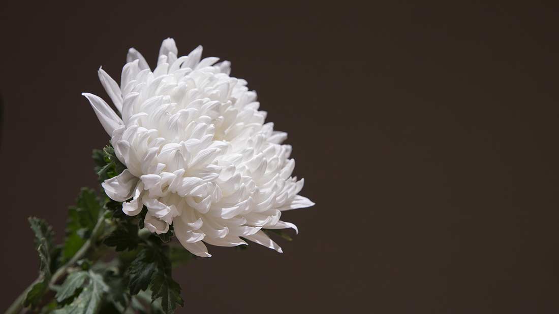 Chrysanthemum