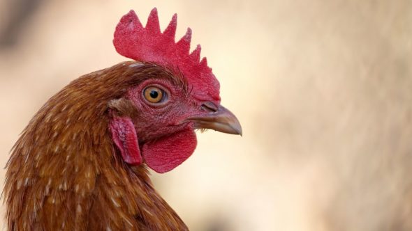 hen portrait