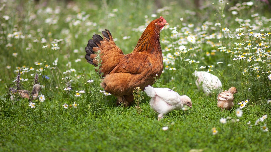 hen and chicks