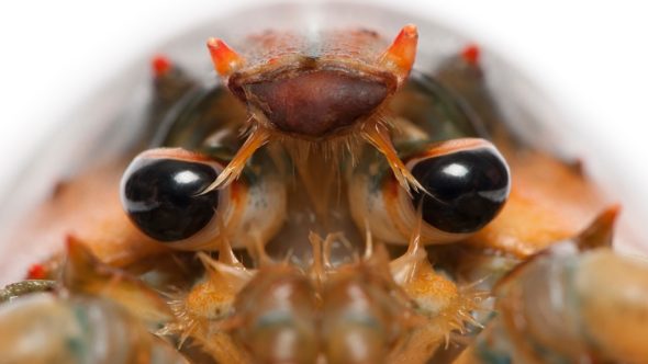 lobster closeup