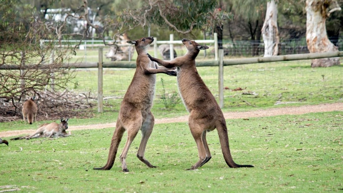 Boxing kangaroos