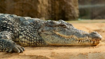 Crocodile resting