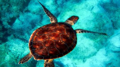 Sea turtle swimming