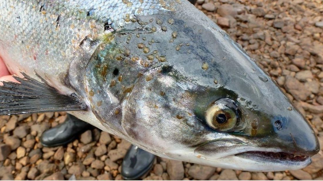 Lice on Atlantic salmon