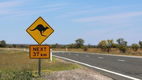 Kangaroo road sign