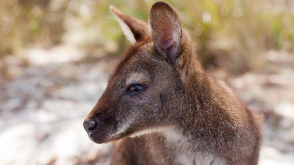 Tasmanian wallaby